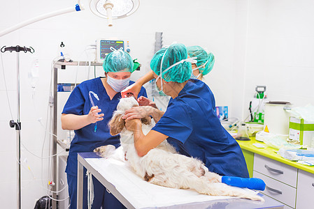 手术室的兽医外科医生乐器剧院职业操作女性房间护士专家动物医院图片