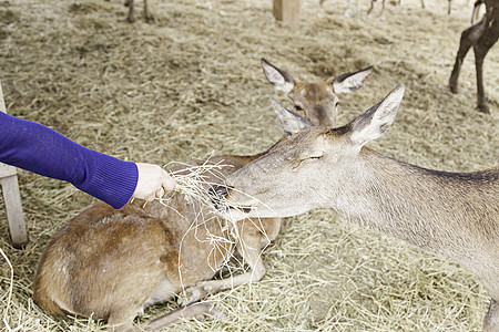 喂养鹿宠物尾巴哺乳动物动物野生动物场地树木孩子们游戏投标图片