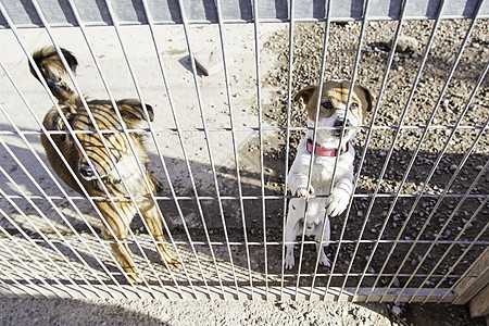 被遗弃的狗和被关起来的笼子眼睛哺乳动物朋友锁定庇护所小狗栅栏孤独安全宠物图片