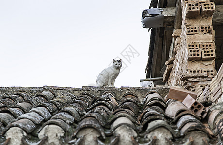 野猫在屋顶上图片