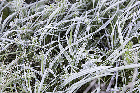 冬天冻结的青草礼物太阳植物橙子天气植物群树叶水晶花园宏观图片