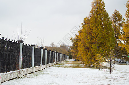 公园的栅栏上长着黄色针头 第一场雪降下植物胡同场地橙子天空森林树木叶子树叶季节图片