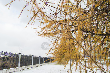 公园的栅栏上长着黄色针头 第一场雪降下森林天空植物橙子场地树木季节胡同叶子树叶图片