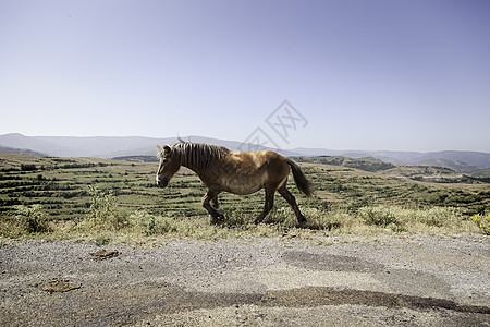 山中野马图片