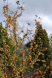 树上长着黄莓和枝 在东格兰斯特德图片
