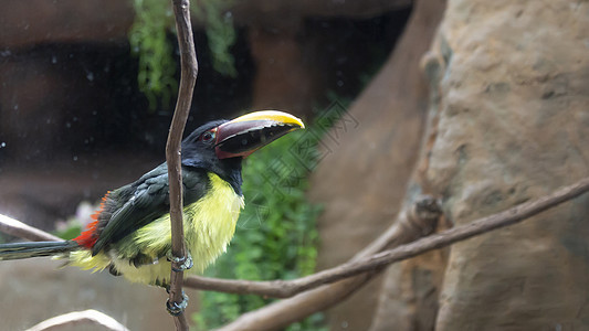 阿卡里图坎旅游阴影鼻子眼睛森林野生动物鸟类翅膀雨林羽毛图片
