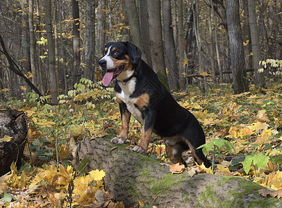 秋季森林的狗狗阳光乐趣哺乳动物黄色牧羊人公园叶子宠物小狗树叶图片