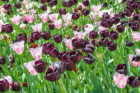 郁金香盛开花瓣花园季节园艺花束植物公园场地紫色叶子图片