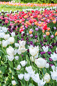 郁金香盛开公园植物学紫色植物场地植物群叶子园艺花束花瓣图片
