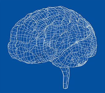 医用器官图3D 轮廓布莱大脑皮层草图3d心理学小脑智力记忆器官解剖学背景