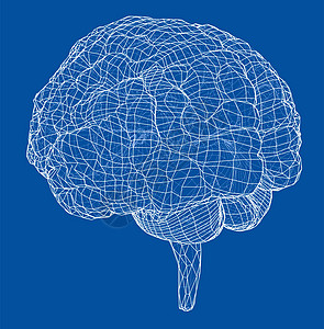 医用器官图3D 轮廓布莱大脑智慧绘画解剖学神经皮层3d标签知识分子心理学背景