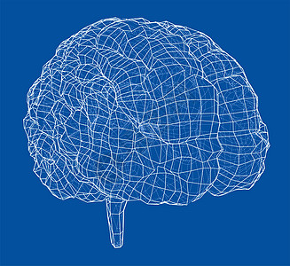 医用器官图3D 轮廓布莱头脑科学神经器官绘画病学皮层艺术思考3d背景