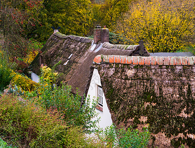 一些典型的古老荷兰式房子 屋顶有稻草 覆盖在苔 在森林景观景色图片