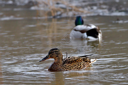 两只鸭子在池塘里游泳 女性焦点 男性背景水鸟食物公园野生动物鸭嘴兽荒野翅膀动物羽毛鸟类图片