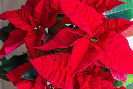 Poinsettia 更好地知道红色的圣诞星花 这是传统装饰植物 用于圣诞节节日庆祝活动图片