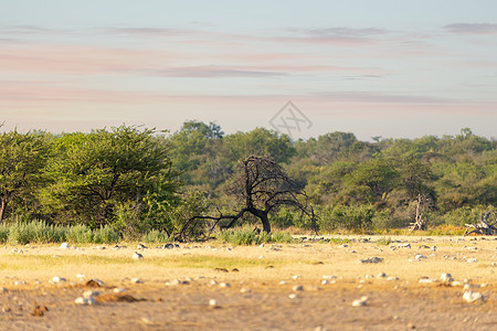 非洲野外的自然景观 namibia 游戏保护区地平线野生动物晴天冒险风景天空植物环境大草原国家图片