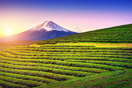 日本的绿茶田和藤山种植园爬坡公吨顶峰天空风景场景叶子植物旅行图片