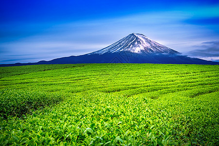 日本的绿茶田和藤山旅行叶绿素天空场地蓝色种植园爬坡饮料收成风景图片