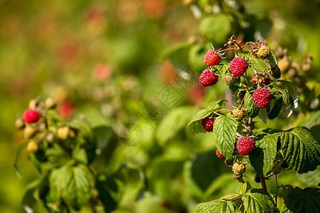红秋草莓在绿树丛中花园浆果灌木丛植物学季节植物小吃收成食物水果图片