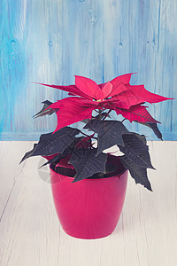 红薄荷香月花植物群边界装饰植物装饰品叶子礼物传统星星假期图片