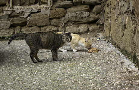 弃猫街兽医街道悲伤哺乳动物生活建筑猫咪动物猫科动物荒野图片