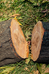特写在显示中切开的树木圆圈木材圆形木头日志戒指树干森林橡木棕色图片
