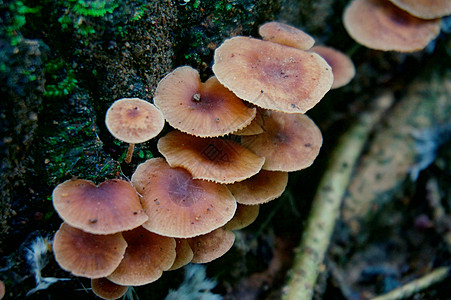 丰古蘑菇房和潜望镜 在美丽的苔上挂着吊脚凳菌类美食植物生长蘑菇美味荒野叶子宏观森林图片