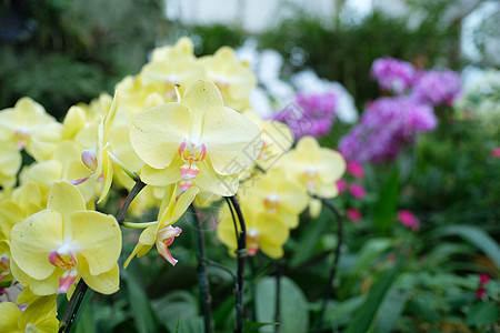 花园里的兰花植物群花束插图水彩紫色艺术热带植物植物学绘画图片