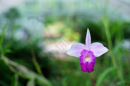 花园里的兰花植物群植物情调花瓣异国植物学水彩花束绘画热带图片