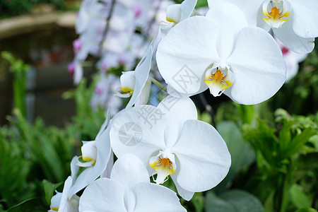 花园里的兰花情调紫色植物插图艺术异国花瓣花束水彩植物学图片