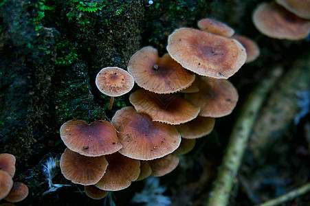 丰古蘑菇房和潜望镜 在美丽的苔上挂着吊脚凳蘑菇森林美味季节荒野木头美食蔬菜烹饪宏观图片