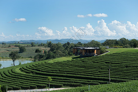 茶叶厂场景观乡村风景环境场景食物绿色旅行草地天空工业图片