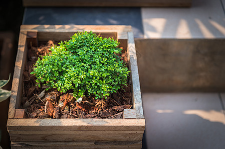 特写林中绿色植物的木制锅植物学团体盒子收成风格农场园艺植物蔬菜花盆图片