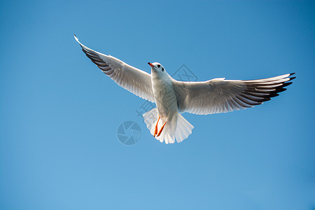 单海鸥在蓝蓝空中飞翔航班生活羽毛家禽动物群天空翅膀野生动物飞行栖息地图片
