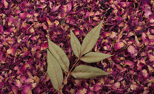 干玫瑰花瓣底的干叶生活草本植物香料植物学叶子花瓣植物树叶药品宏观图片
