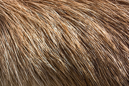 作为背景的装饰动物毛皮哺乳动物外套荒野地毯头发材料纺织品宏观野生动物狐狸图片