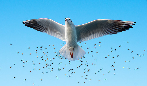 海鸥在蓝天鸟群前飞翔观鸟照片荒野动物羽毛朋友们自由支撑动物群天空图片