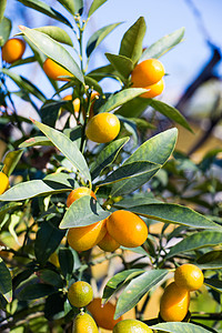 春时在露台的树枝上花园橙子树叶食物植物绿色水果柑桔热带树木图片