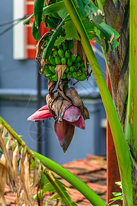 美丽的香蕉树和粉红芽生长农业棕榈收成农场情调团体沙拉植物群异国图片