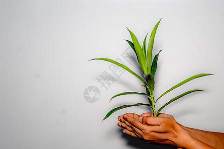 手拿的植物 紧紧闭着棕榈植物群生长生活生态树叶叶子活力生物植物学图片