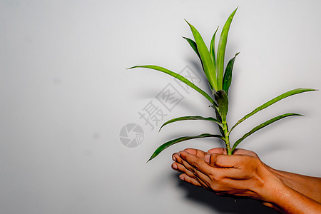 手拿的植物 紧紧闭着活力地球女士幼苗生活生物种植回收生态树叶图片