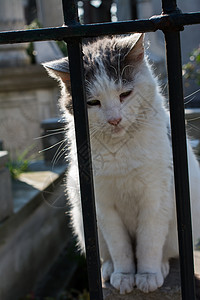 像家畜一样可爱的猫孤独小猫横幅眼睛庇护所荒野存活怜悯卡片照片图片