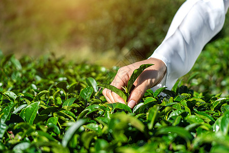 女人在绿色茶园亲手挑茶叶图片