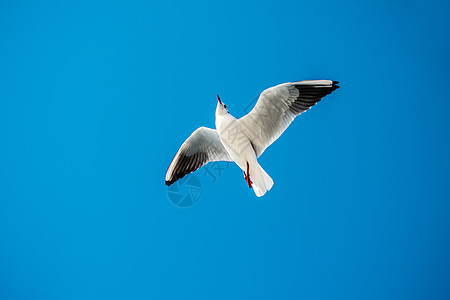 海鸥在天空中飞翔自由羽毛生活翅膀家禽钓鱼海鸟飞行航班观鸟图片