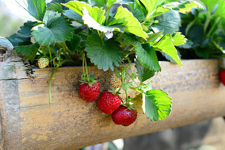 草莓鲜甜果实在竹管中发光花园农业种植园生长蔬菜植物季节营养食物收成图片