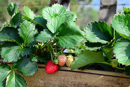 草莓鲜甜果实在竹管中发光种植园水果饮食收成营养生长季节花园农业植物图片
