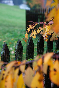 篱笆上的黄色秋叶图片