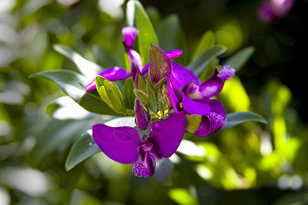 紫色的花朵 波利加拉神蒂夫利亚图片