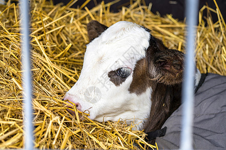Hereford 牛牛在谷仓的干草中放松图片