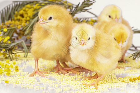 刚出生的小鸡 黄鸡和黄色的花朵图片